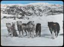 Image of MacMillan's Dog Team, North Greenland 1913-1917